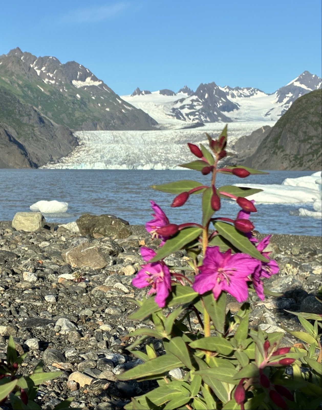 Grewingk Glacier and Glacier Lake framed by wild fireweed in bloom