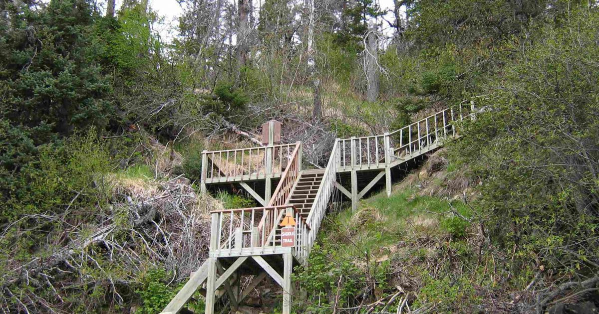 Saddle Trail through forest in Kachemak Bay State Park