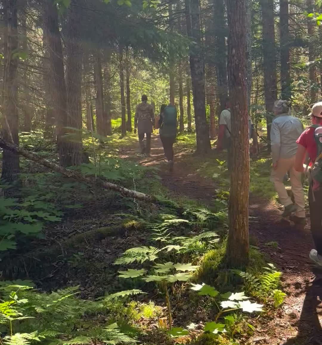 Hikers walking through sunlit forest on the trail to Grewingk Glacier