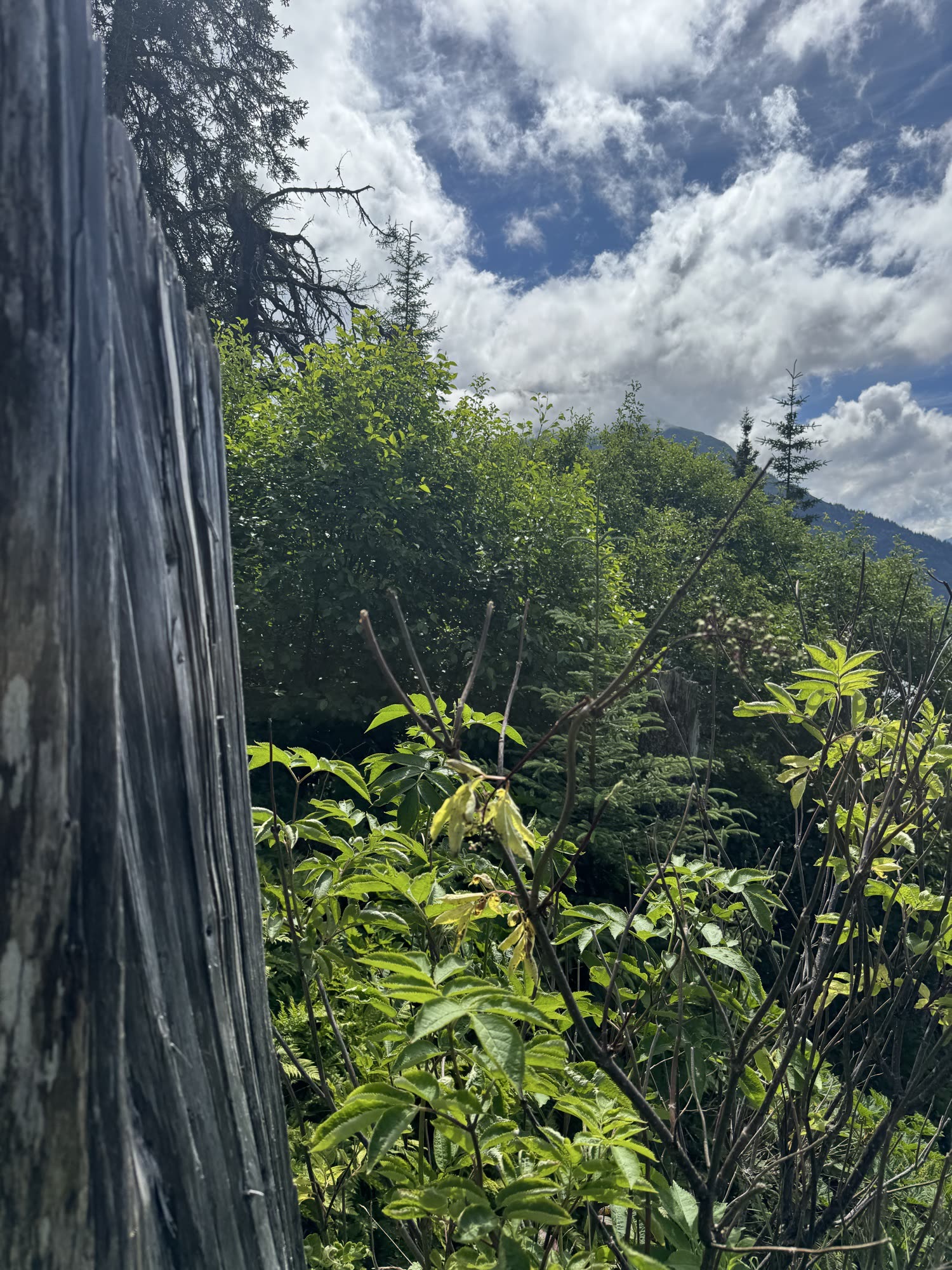 View from the Saddle Trail with Kachemak Bay State Park mountain in the background