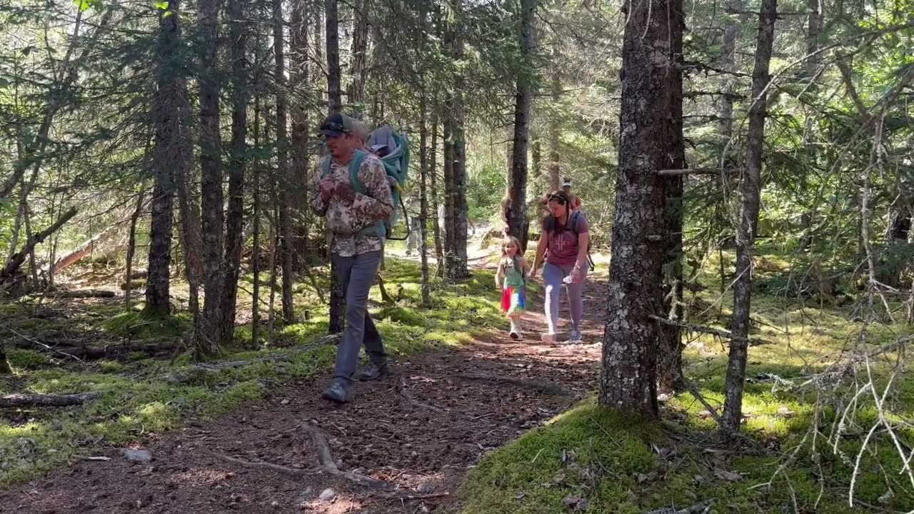 Family hiking through mossy spruce forest on the Grewingk Glacier trail